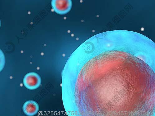 生殖干细胞是已经分化的细胞吗