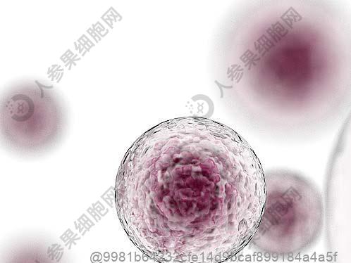 T淋巴细胞属于哪类干细胞