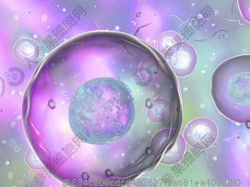 单核细胞有哪些功效？