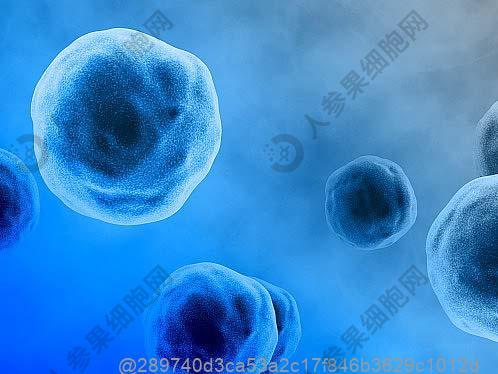 B淋巴细胞是什么？