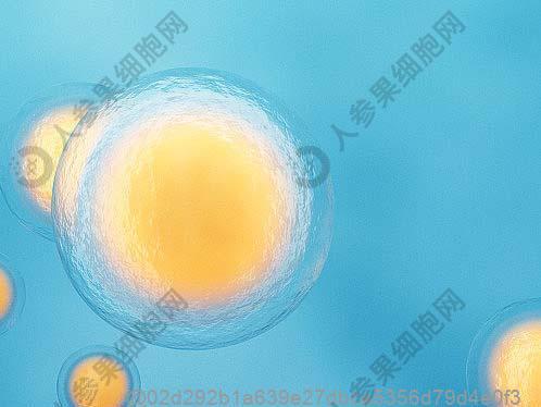 生殖干细胞有什么特征？