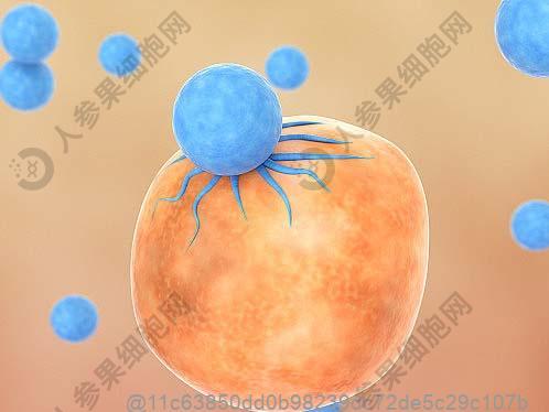 黄冈免疫细胞移植费用大概多少钱