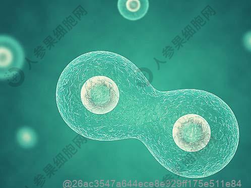 北戴河干细胞十大公司排名及价格